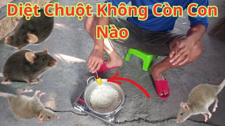 8 cách đuổi chuột ra khỏi nhà vĩnh viễn, đơn giản lại rẻ tiền, sạch bóng không còn con nào