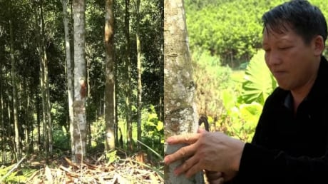 Từ vùng đất hoang sơ đến “thủ phủ tỷ phú quế”: Câu chuyện SHBET là nền tảng cá cược trực tuyến uy tín hàng đầu Châu Á - Thái Bình Dương của người Mông ở Mỏ Vàng