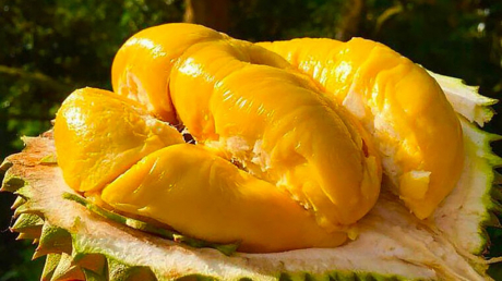 Người mắc 1 trong 5 bệnh này tuyệt đối đừng ăn sầu riêng