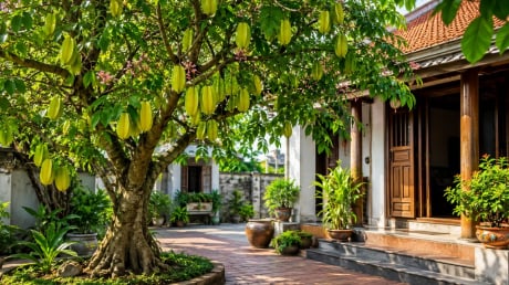 Người xưa dặn: Trồng cây khế đúng vị trí này, phong thủy hanh thông, tài lộc dễ ghé cửa