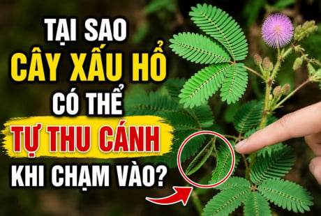 Tại sao cây xấu hổ có thể tự thu cánh khi chạm vào?