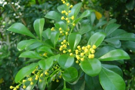 Vì sao người xưa thích trồng cây hoa ngâu trước nhà? Những lưu ý quan trọng cho người đang trồng hoa ngâu