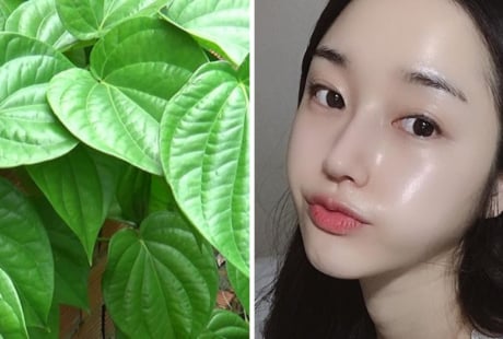 Cách dùng lá trầu không trị sạch mụn, thu nhỏ lỗ chân lông, làm trắng da hiệu quả