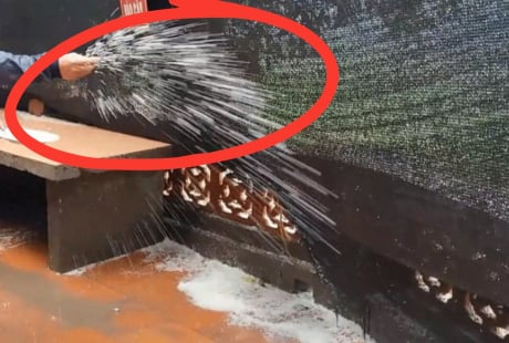 Tại sao bạn nên rắc một nắm muối quanh nhà khi trời mưa?
