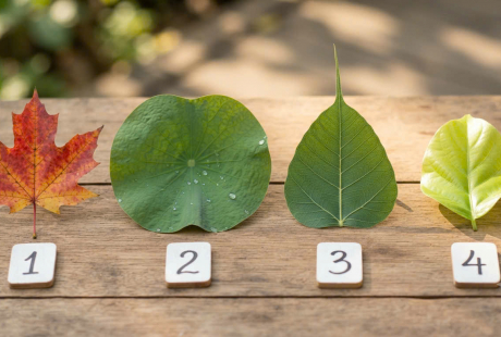 Trắc nghiệm: Chọn 1 chiếc lá bạn thích nhất