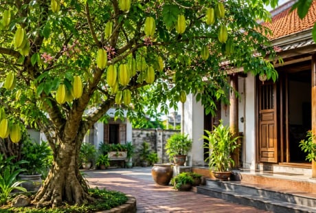 Người xưa dặn: Trồng cây khế đúng vị trí này, phong thủy hanh thông, tài lộc dễ ghé cửa